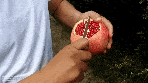 How to peel the pomegranate: Cut the peel along the white partitions from top to bottom