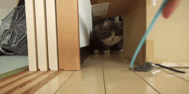 warum Katzen Kisten lieben: Beute