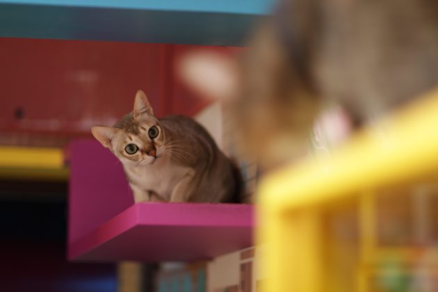 macskák intelligens fajtái: szingapúri