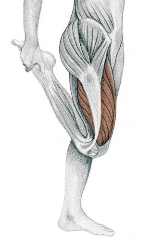 伸展的解剖学