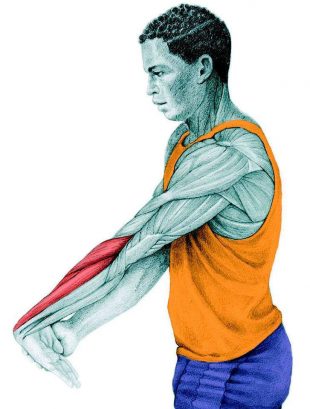 拉伸解剖：伸展前臂伸肌