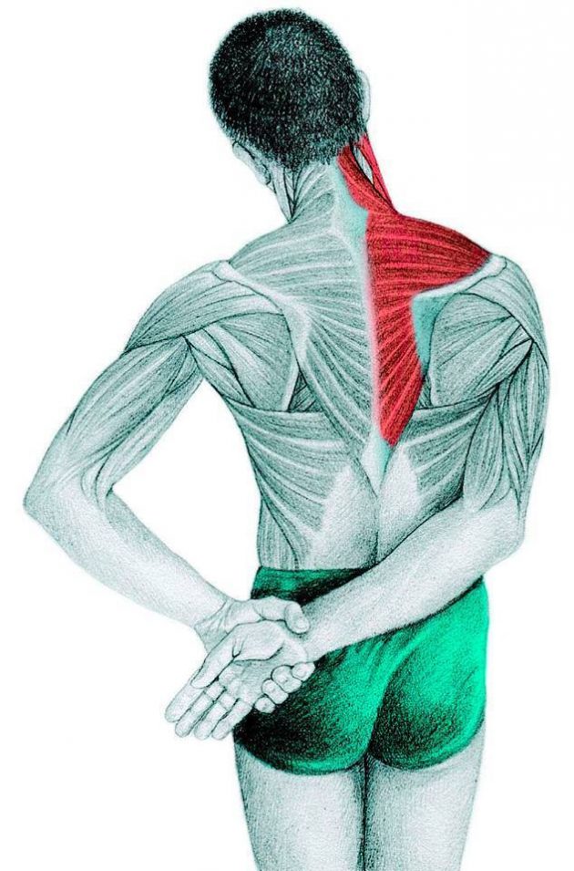 拉伸解剖：斜方肌，冈上肌，三角肌