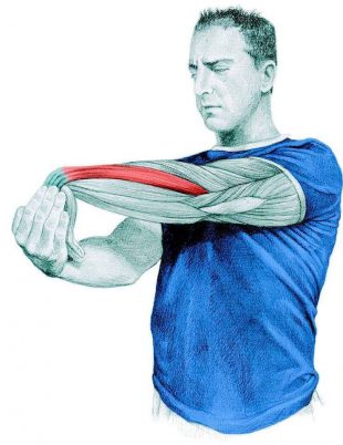 拉伸解剖：伸展前臂伸肌