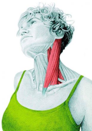 拉伸的解剖：拉伸颈部的侧屈肌