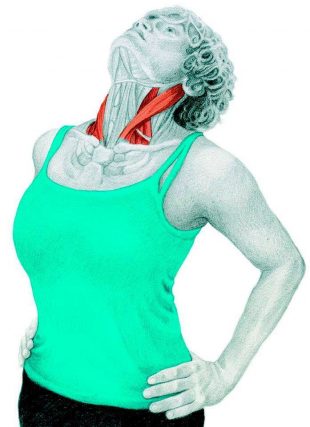 拉伸剖析：颈部扩张器的拉伸