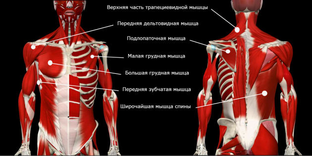ispravak držanja tijela: kruti mišići