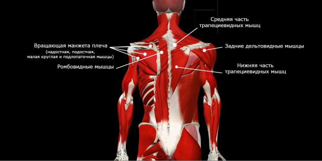 corrección de la postura: músculos débiles