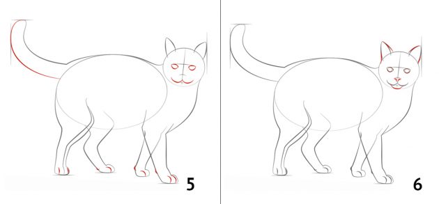 كيفية رسم القطة
