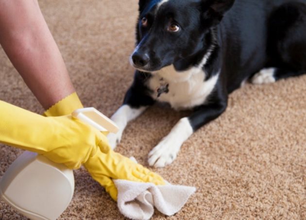 Miten puhdistaa matto kotieläinten virtsaan
