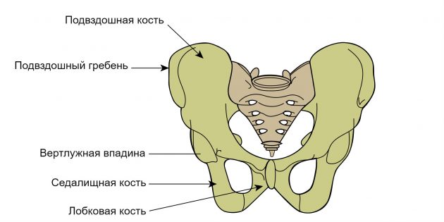 骨盆骨骼