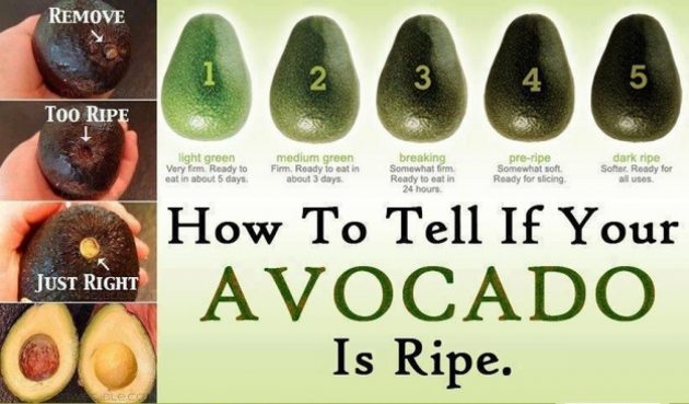 hvordan man vælger avocado