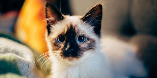 Kuinka monta kissaa elää: Kuinka kauan elämä riippuu rodusta ja perinnöstä?