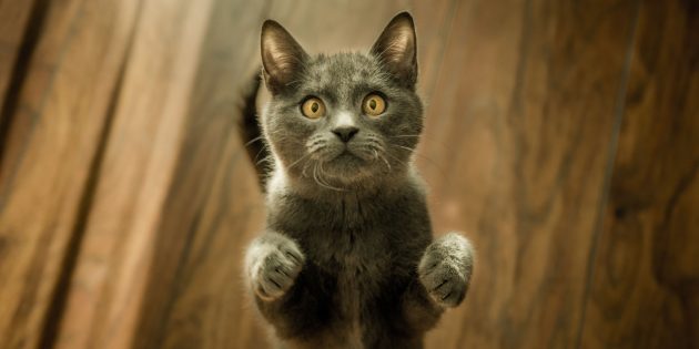 Wie lange leben Katzen? Wie verlängert man das Leben eines Haustieres?